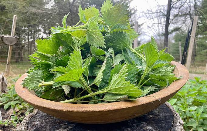 The plant that bites back