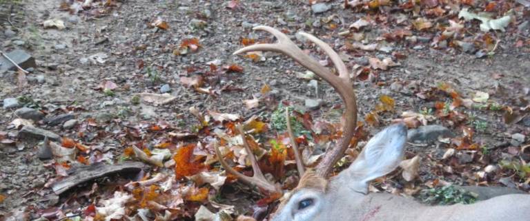 A buck wandered into our yard, changing the self-sufficiency equation on our homestead.