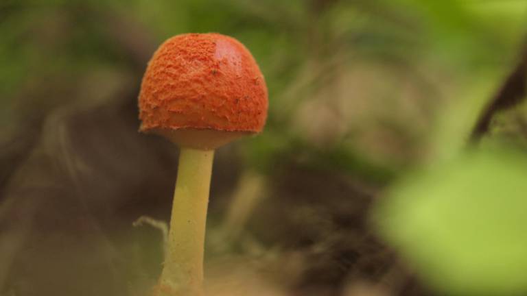 A red volva amanita sighting during our first foray, the day of the mushroom festival in Genekha.