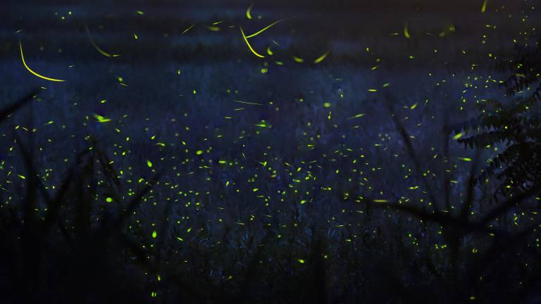A long-exposure photo captured at the edge of woods and a field in Warwick on a July evening, 2013.