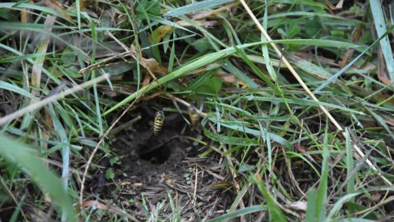 The mercenary army in my garden