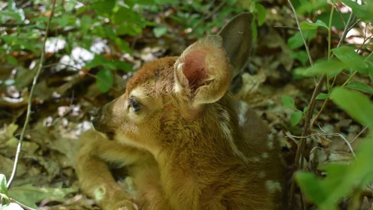The noisy fawn