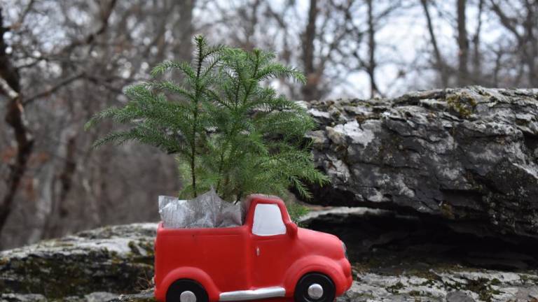 The truck-tree awaiting planting after flourishing through the winter.