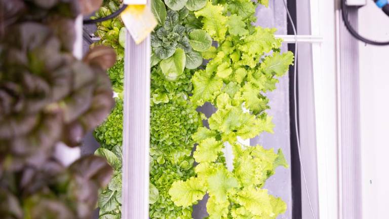 “Chef Danny” Amend’s favorite of the crops that he grows is salinova oak leaf lettuce, the middle row. “It’s a beautiful head lettue, it almost looks like a hedgehog to me,” said Amend.