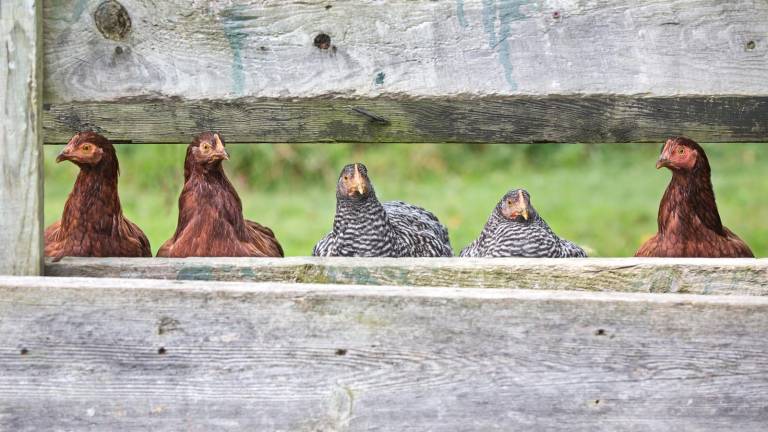 If you keep 50 or fewer birds, we’d love to hear from you.
