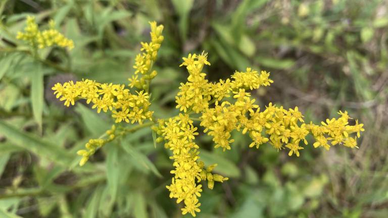 Many are unduly wary of goldenrod.