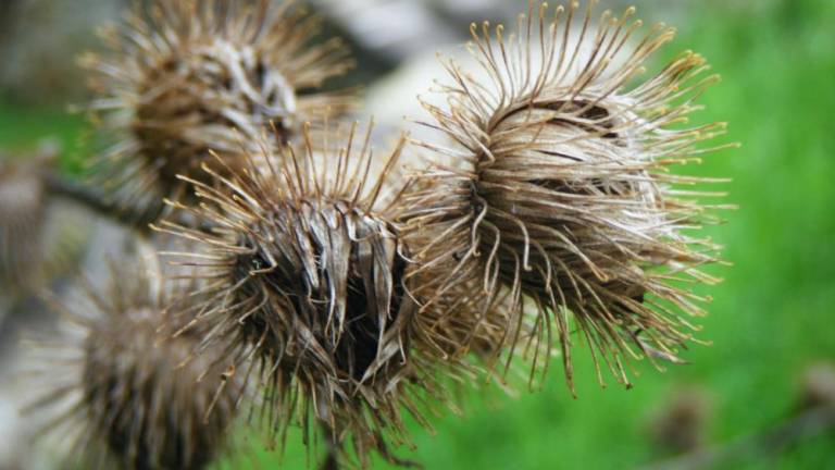 Burdock’s spikey, thistle-like flowers transform into the burs that we find in our sweaters and pup’s fur.