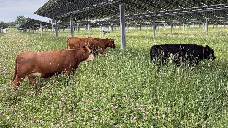 Growing power, growing food