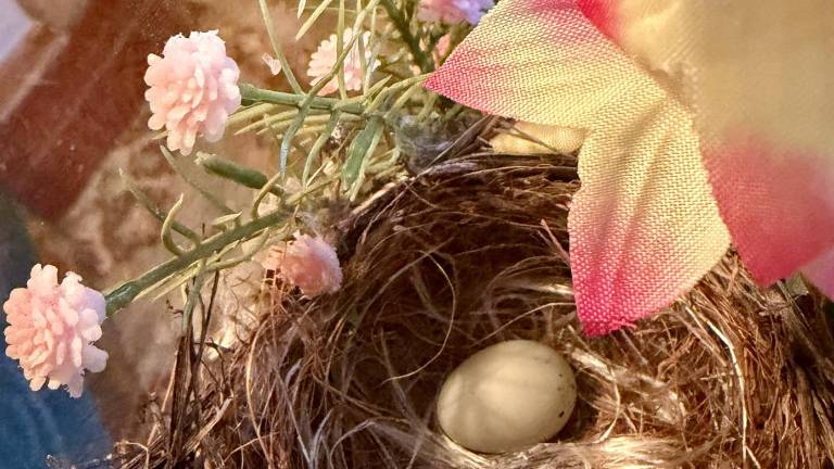 A house finch makes her nest