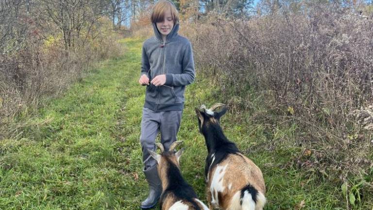 The writer’s son, 12, with his goats. His PowerPoint presentation clearly hit its mark.
